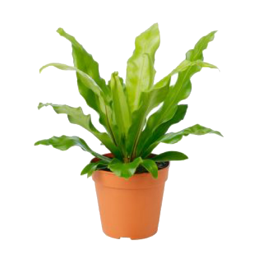 Карточка товара